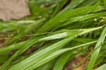 Openflower rosette grass